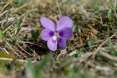 Viola alpina