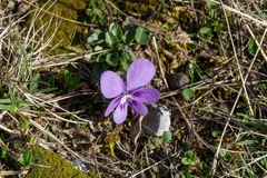 Viola alpina