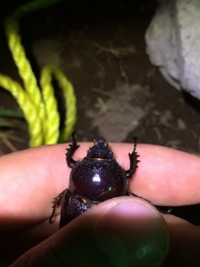 Heterogomphus mniszechi