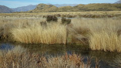 Carex kaloides