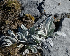 Craspedia lanata elongata