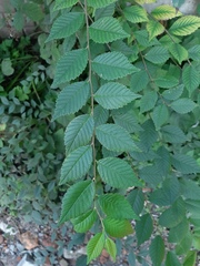 Ulmus pumila