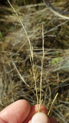 Carex kaloides