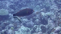 Pseudodax moluccanus