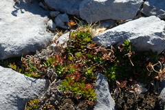 Epilobium rubro-marginatum