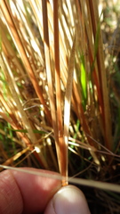 Carex kaloides
