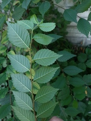 Ulmus pumila