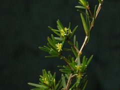 Pseudanthus orientalis