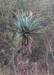 Aloe candelabrum