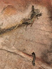 Tachyglossus aculeatus