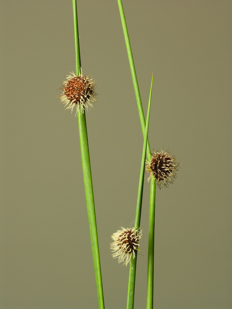 roundhead bristle-sedge