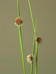 Chorizandra sphaerocephala