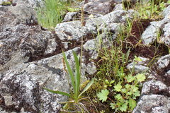 Plantago macrocarpa