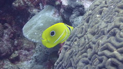 Chaetodon bennetti