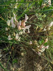 Astragalus corniculatus