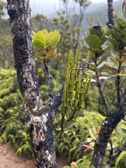 Korthalsella complanata