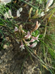 Astragalus corniculatus