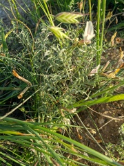Astragalus corniculatus