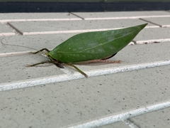 Onomarchus uninotatus