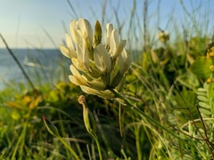 Astragalus glaucus