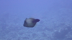 Amanses scopas