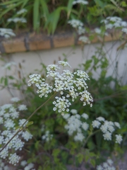 Chaerophyllum temulum