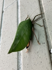 Onomarchus uninotatus