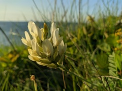 Astragalus glaucus