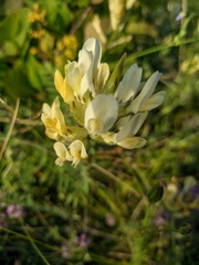 Astragalus glaucus