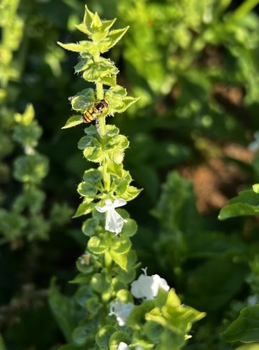 Yellow-shouldered Stout Hover Fly