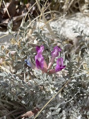 Astragalus argophyllus argophyllus