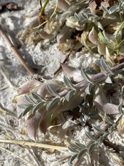 Astragalus argophyllus argophyllus