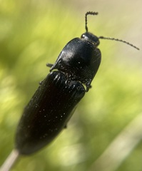 Melanactes