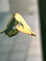 Corymica
