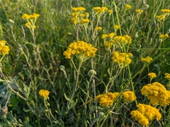 Achillea leptophylla