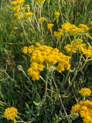 Achillea leptophylla