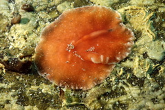 Eurylepta cornuta