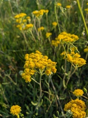 Achillea leptophylla