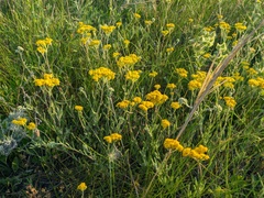 Achillea leptophylla