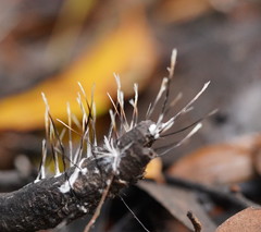 Xylaria filiformis