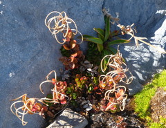 Epilobium rubro-marginatum