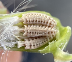 Glyptopleura marginata