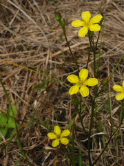 Liparophyllum exaltatum