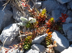 Epilobium rubro-marginatum