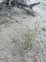 Chaetadelpha wheeleri