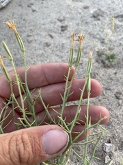 Chaetadelpha wheeleri