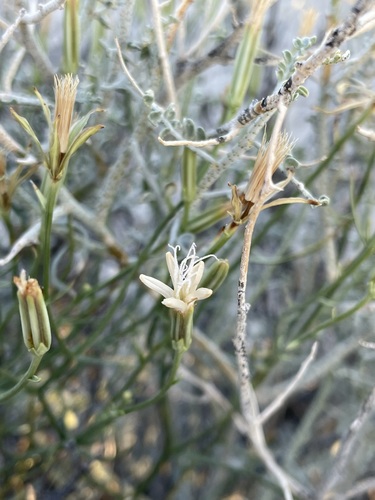 Image of wheeler's dune-broom by (c) Matt Berger, some rights reserved (CC BY)