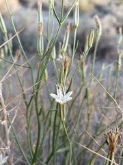 Chaetadelpha wheeleri