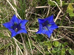 Gentiana acaulis