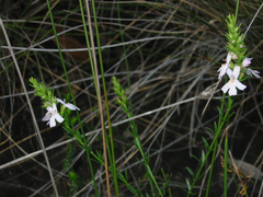 Westringia tenuicaulis